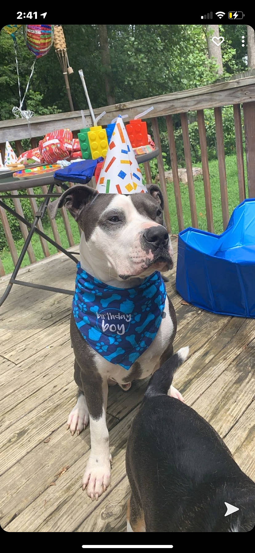 Cheech is registered to the contest to win money with this photo: carnivore, chair, collar, companion_dog, dog, dog_breed, dog_clothes, dog_collar, dog_supply, fashion_accessory, fawn, leash, leisure, outdoor_furniture, outdoor_table, plant, recreation, snout, window, working_animal