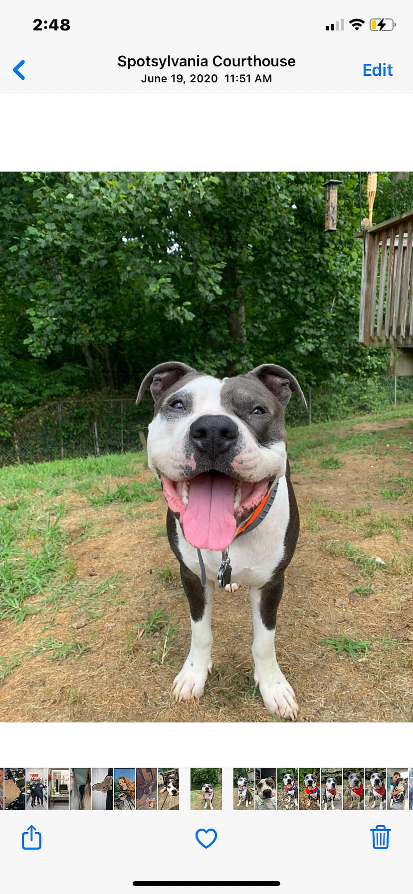 Cheech is registered to the contest to win money with this photo: canidae, carnivore, collar, companion_dog, dog, dog_breed, dog_collar, dog_supply, fawn, grass, leash, non_sporting_group, plant, snout, sporting_group, tree, whiskers, window, working_animal, working_dog