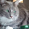 Blu is registered to the contest to win money with this photo: cat, feline, green_eyes, gray_fur, white_fur, whiskers, close_up, indoor, pet, domestic_animal, animal, fur, face, curious, sitting, bottle, table, soft_light, portrait, calm