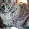 cat, gray_cat, green_eyes, white_fur, fluffy, indoor, close_up, pet, animal, whiskers, cute, feline, portrait, table, domestic_cat, curious, soft_light, household, mammal, tabby