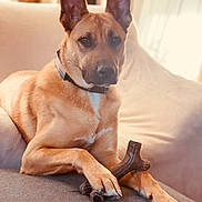 Rio joined the competition — help win amazing prizes! dog, pet, bone, chew_toy, couch, indoor, relaxed, ears, brown_fur, paws, collar, animal, canine, furniture, close_up, domestic_animal, looking, portrait, seated, cozy