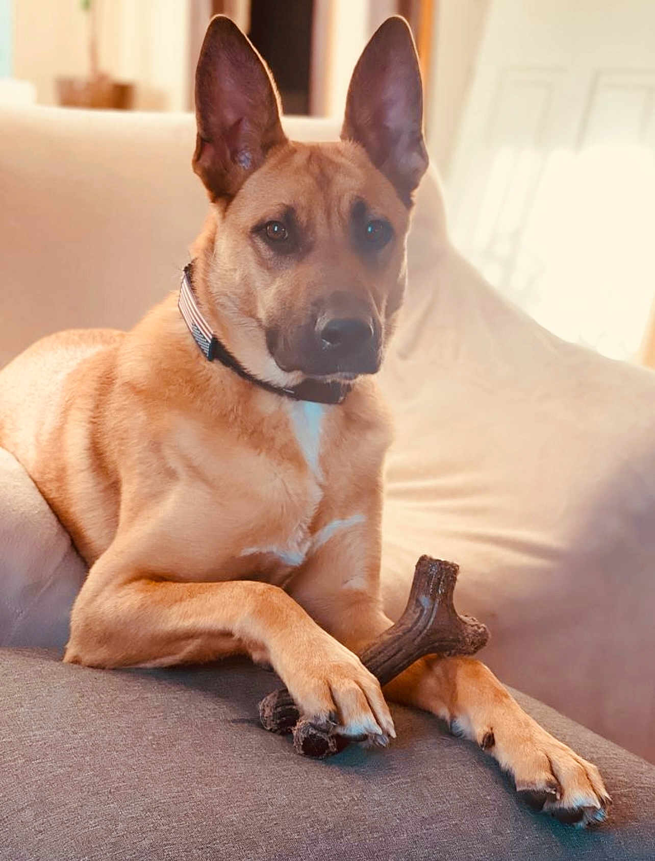 Rio joined the competition — help win amazing prizes! dog, pet, bone, chew_toy, couch, indoor, relaxed, ears, brown_fur, paws, collar, animal, canine, furniture, close_up, domestic_animal, looking, portrait, seated, cozy