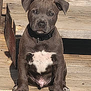 Ozzy is registered to the contest to win money with this photo: puppy, dog, sitting, gray, white_patch, collar, wooden_deck, outdoor, sunlight, pet, animal, young_dog, cute, paw, ears, face, fur, canine, portrait, daylight