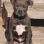 puppy, dog, sitting, gray, white_patch, collar, wooden_deck, outdoor, sunlight, pet, animal, young_dog, cute, paw, ears, face, fur, canine, portrait, daylight
