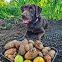 dog, chocolate_labrador, potatoes, tomatoes, garden, soil, greenery, corn_stalks, rake, outdoor, sunlight, plants, nature, pet, animal, collar, tongue_out, harvest, tray, vegetables