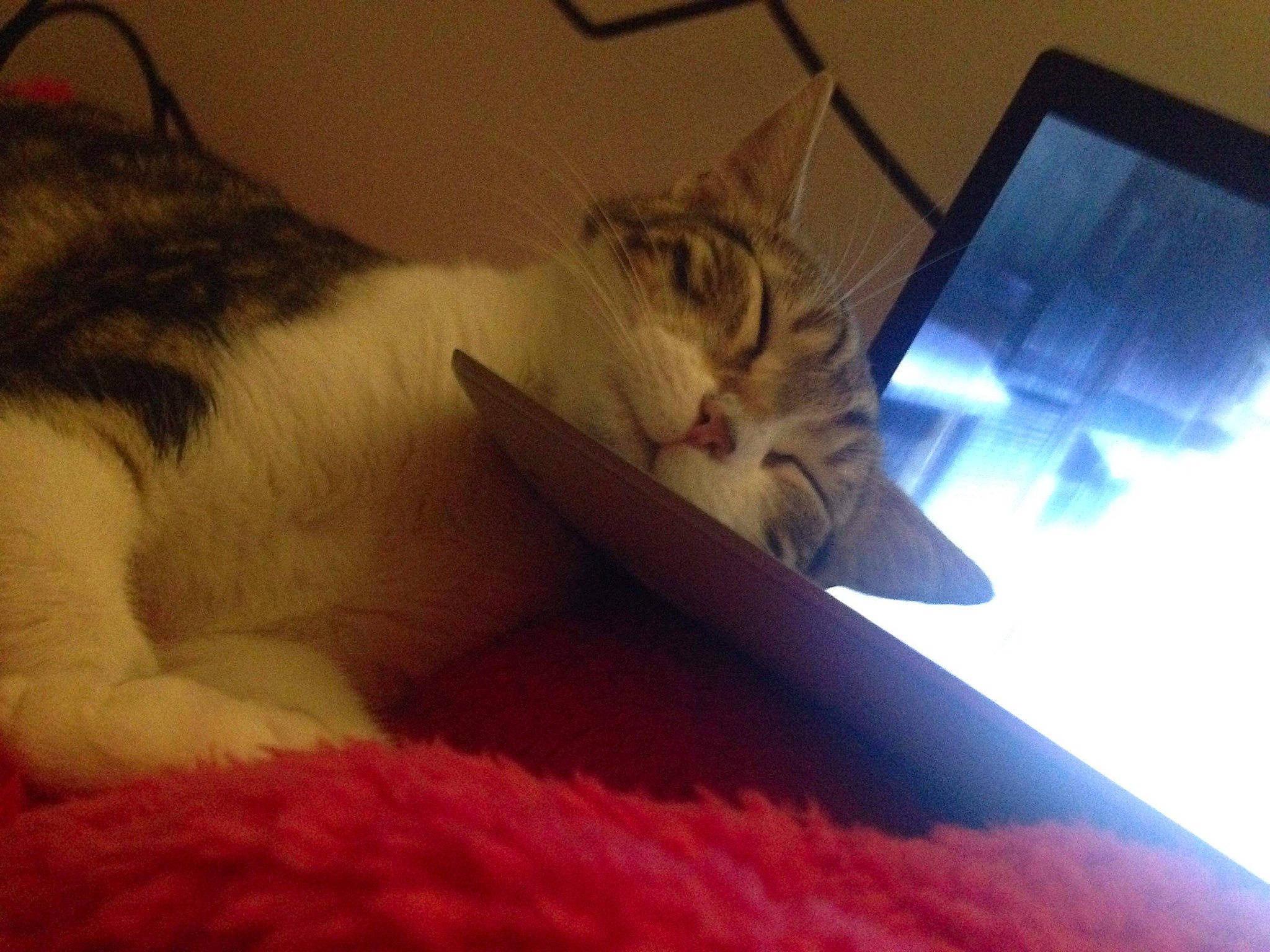 Olie a rejoint le concours — aidez-le/la à gagner de superbes lots ! aegean_cat, carnivore, cat, electronic_device, eye, felidae, fur, gadget, kitten, nap, nose, paw, polydactyl_cat, sky, sleep, small_to_medium_sized_cats, snout, tail, technology, whiskers