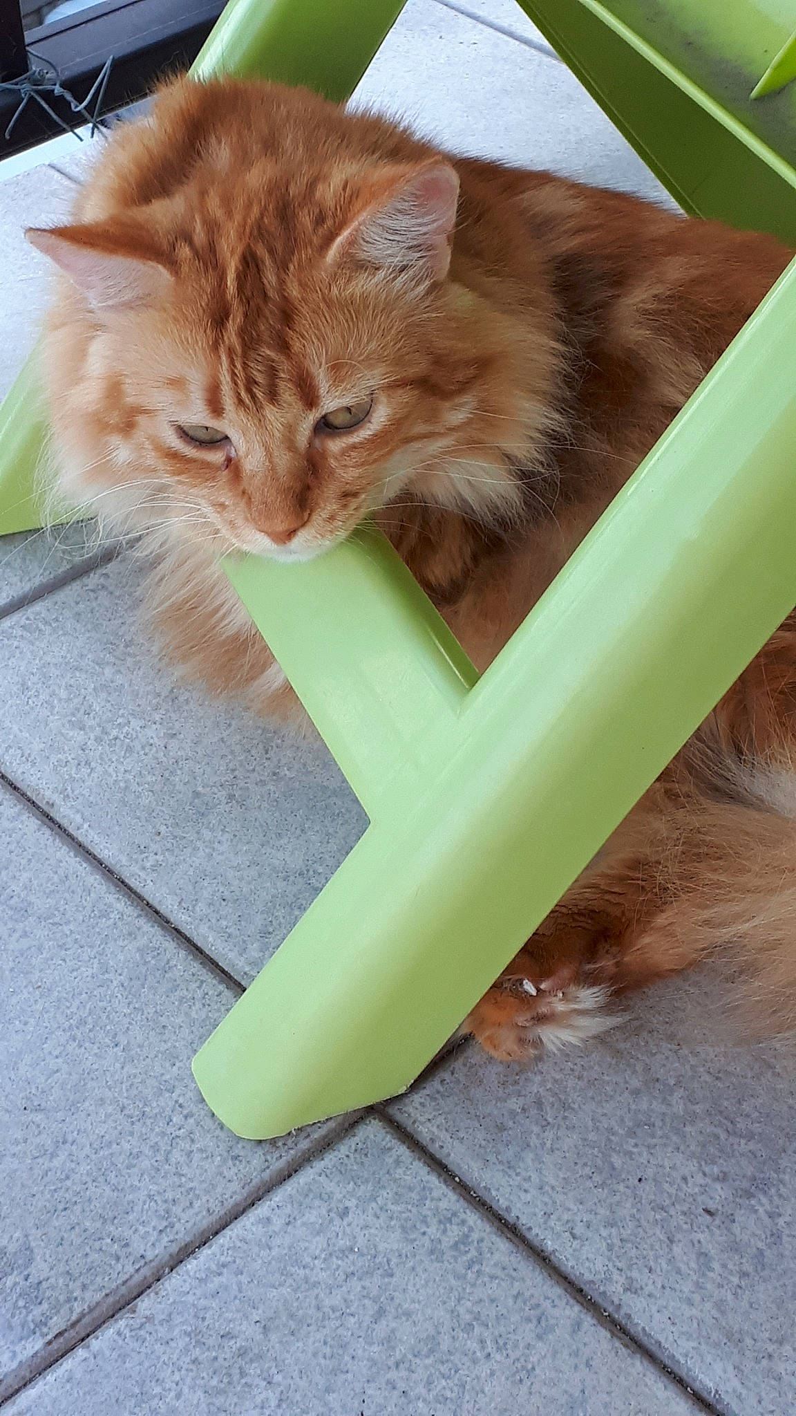 Garfield a rejoint le concours — aidez-le/la à gagner de superbes lots ! carnivore, cat, domestic_long_haired_cat, domestic_short_haired_cat, fawn, felidae, fur, kitten, maine_coon, mammal, norwegian_forest_cat, persian, polydactyl_cat, ragamuffin, siberian, small_to_medium_sized_cats, tabby_cat, tail, whiskers