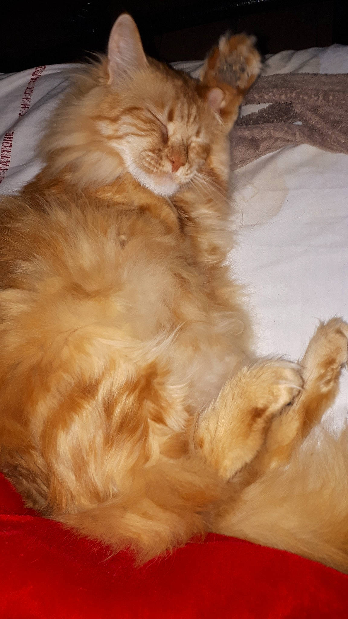 Garfield participe au concours pour gagner de l'argent avec cette photo : carnivore, cat, domestic_long_haired_cat, fawn, felidae, fur, laperm, mammal, norwegian_forest_cat, small_to_medium_sized_cats, somali, tail, whiskers