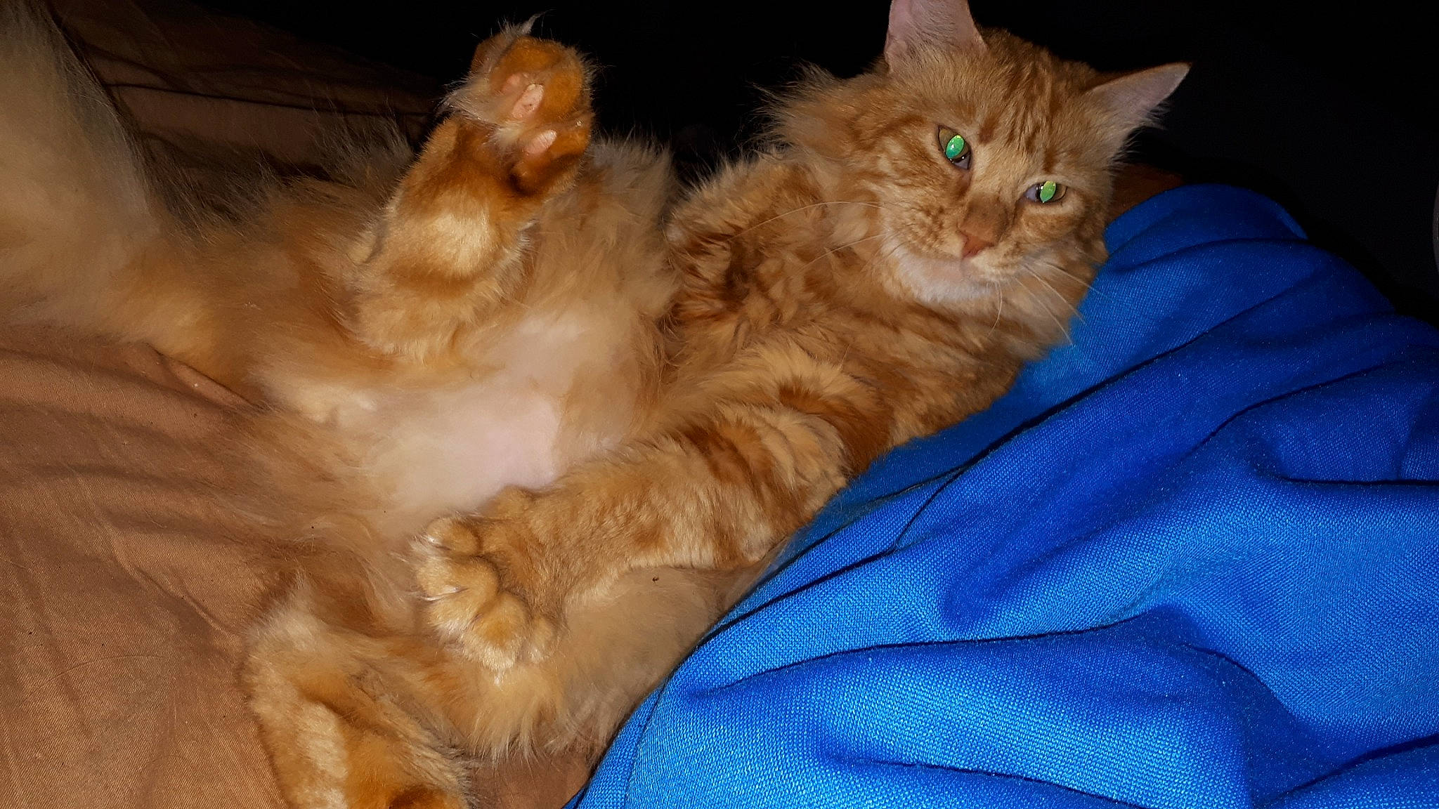 Garfield participe au concours pour gagner de l'argent avec cette photo : asian, asian_semi_longhair, british_semi_longhair, carnivore, cat, claw, cymric, domestic_long_haired_cat, eye, fawn, felidae, fur, kitten, mammal, norwegian_forest_cat, polydactyl_cat, ragamuffin, small_to_medium_sized_cats, somali, whiskers