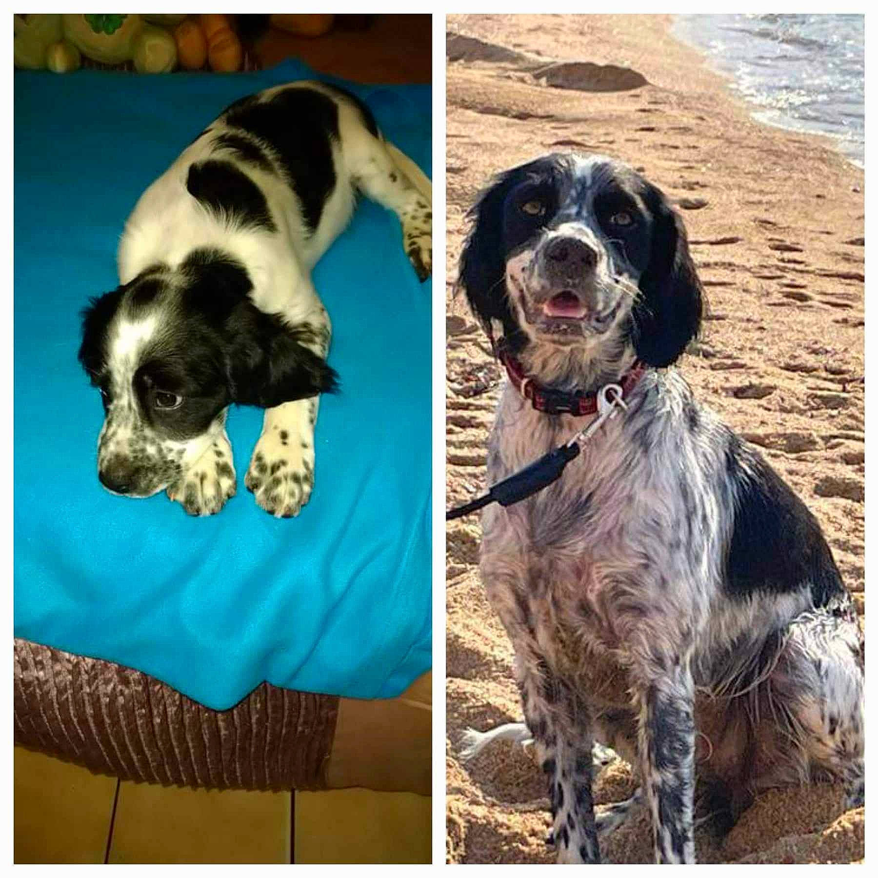 Oreo a rejoint le concours — aidez-le/la à gagner de superbes lots ! canidae, carnivore, collar, companion_dog, dog, dog_breed, dog_collar, dog_supply, fur, gun_dog, liver, non_sporting_group, pattern, pet_supply, rectangle, sleeve, snout, sporting_group, working_animal, working_dog