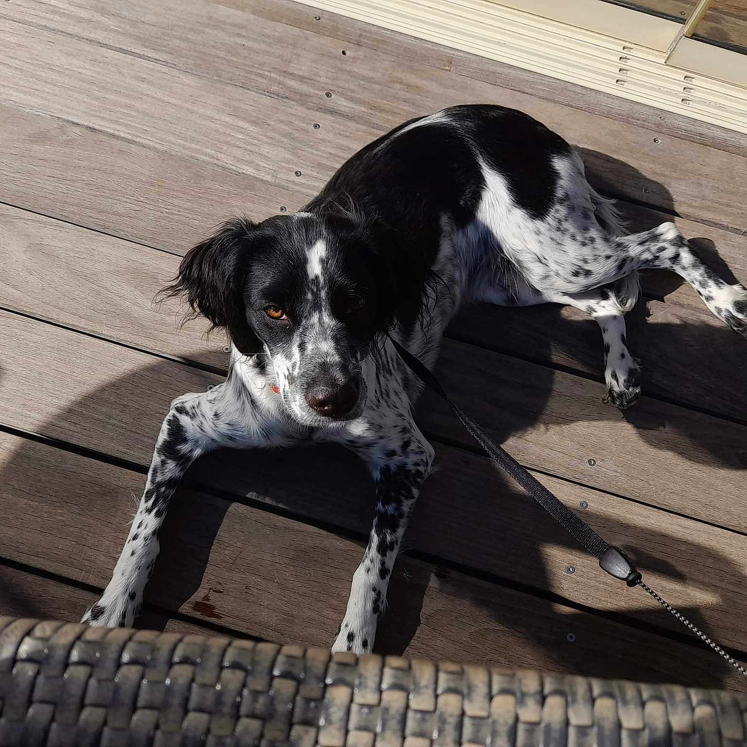 Oreo