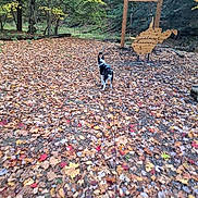 Magnolia Blue joined the competition — help win amazing prizes! animal, autumn, canine, daytime, dog, fall, forest, leaves, nature, outdoor, park, path, scenery, scenic, season, sign, trail, trees, walk, wood