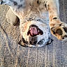 dog, playful, upside_down, carpet, paw, mouth_open, happy, fur, blue_eyes, pet, animal, indoor, canine, cute, smiling, lying_down, tongue, expression, relaxed, friendly