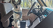Magnolia Blue joined the competition — help win amazing prizes! armrest, car_seat, companion, cozy, dashboard, daylight, dog, gray_fabric, harness, nature_outside, pet, seat, seatbelt, steering_wheel, sunlight, transportation, travel_mug, trees, vehicle_interior, window