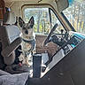 dog, vehicle_interior, seat, harness, window, sunlight, travel_mug, steering_wheel, dashboard, trees, nature_outside, seatbelt, armrest, gray_fabric, pet, companion, daylight, car_seat, cozy, transportation