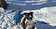 Magnolia Blue is registered to the contest to win money with this photo: dog, dogs, snow, winter, forest, trees, jackets, outdoor, pets, animal, cold, nature, walking, daylight, canine, curious, fur, leaves, path, sunlight