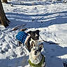 dog, dogs, snow, winter, forest, trees, jackets, outdoor, pets, animal, cold, nature, walking, daylight, canine, curious, fur, leaves, path, sunlight