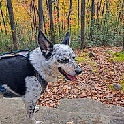 Magnolia Blue is registered to the contest to win money with this photo: dog, outdoor, autumn, forest, leaves, rock, nature, panting, canine, trees, hiking, speckled_coat, walking, animal, daylight, scenery, smiling, pet, fall, woods