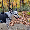 dog, outdoor, autumn, forest, leaves, rock, nature, panting, canine, trees, hiking, speckled_coat, walking, animal, daylight, scenery, smiling, pet, fall, woods