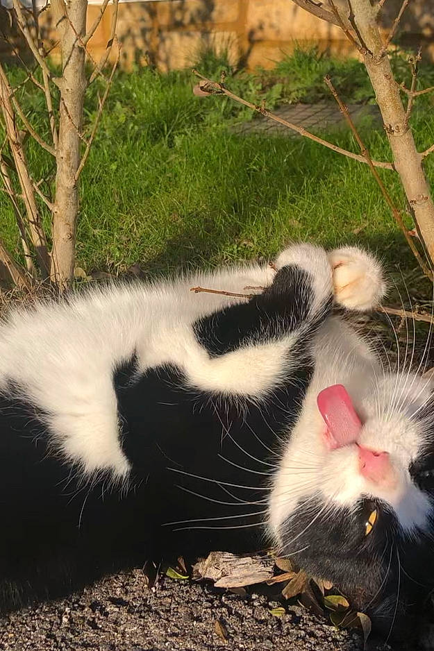 Oreo joined the competition — help win amazing prizes! carnivore, cat, claw, felidae, foot, fur, grass, natural_material, paw, plant, snout, tail, terrestrial_animal, tree, twig, whiskers, wildlife