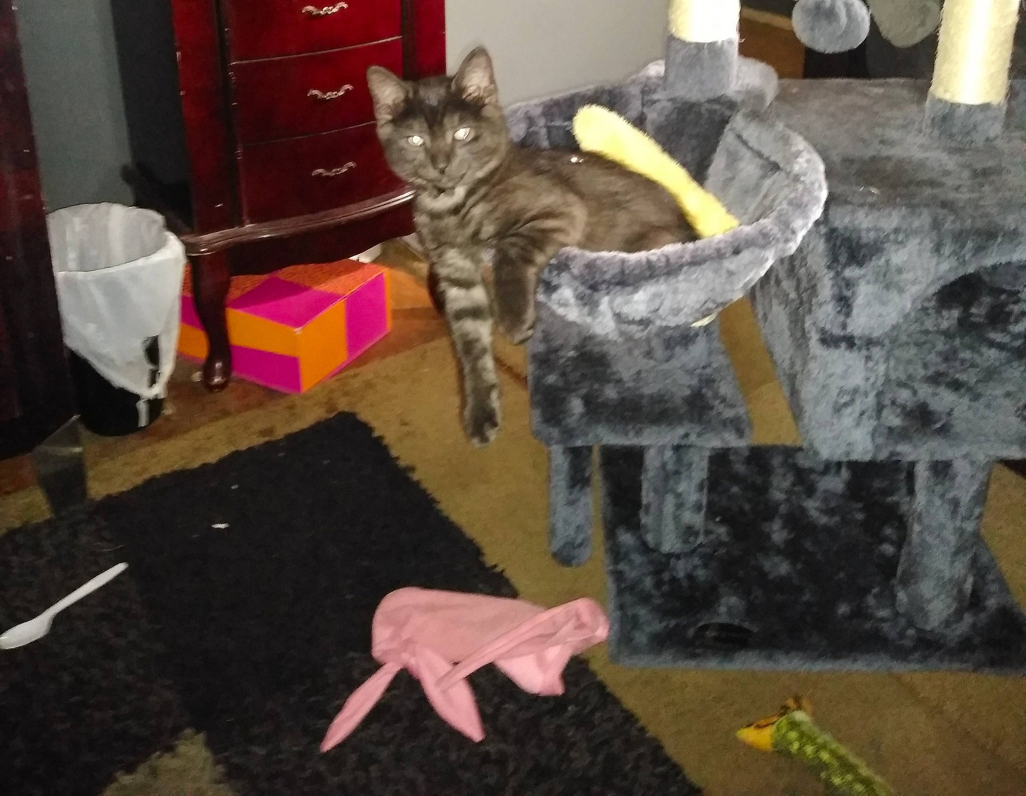 Gus joined the competition — help win amazing prizes! art, box, carnivore, cat, domestic_short_haired_cat, fawn, felidae, flooring, fur, grass, grey, mammal, plant, small_to_medium_sized_cats, tail, toy, vertebrate, whiskers, wood, yellow