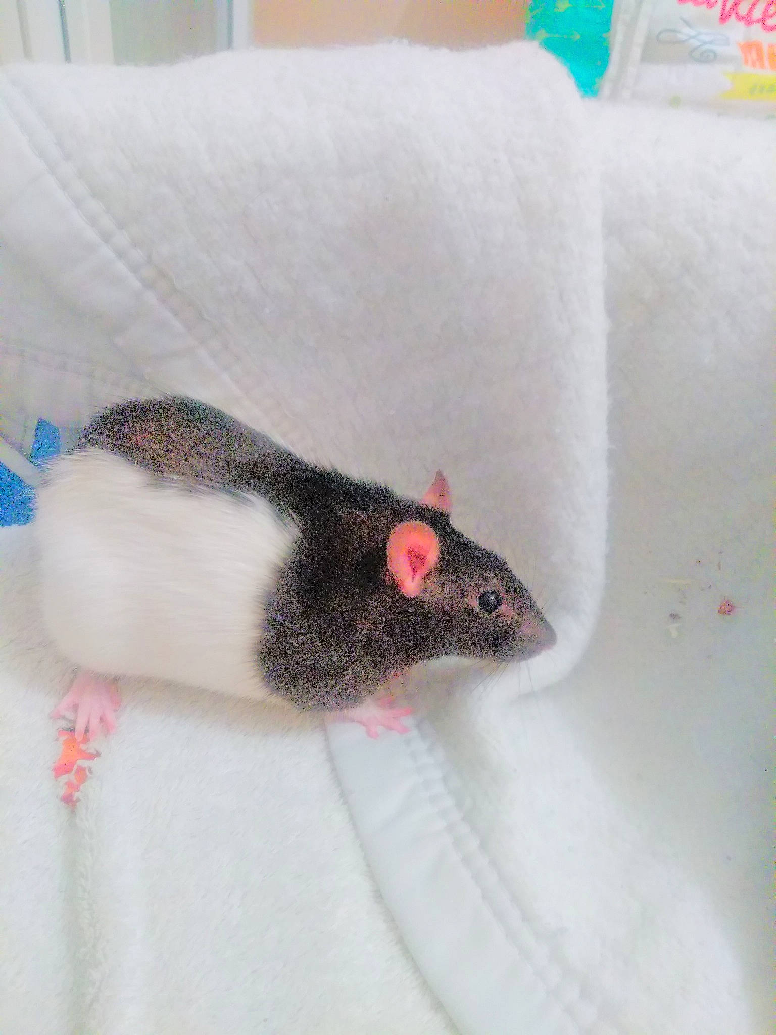 Marguerite a rejoint le concours — aidez-le/la à gagner de superbes lots ! degu, fawn, gerbil, guinea_pig, hamster, mouse, muridae, muroidea, pest, rodent, skin, tail, whiskers