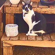 Sunny a rejoint le concours — aidez-le/la à gagner de superbes lots ! cat, black_and_white, wooden_bench, plant_pot, statue, monkey_statue, garden, outdoor, grass, wood, pet, animal, sitting, collar, decoration, nature, sunlight, daylight, peaceful, cute