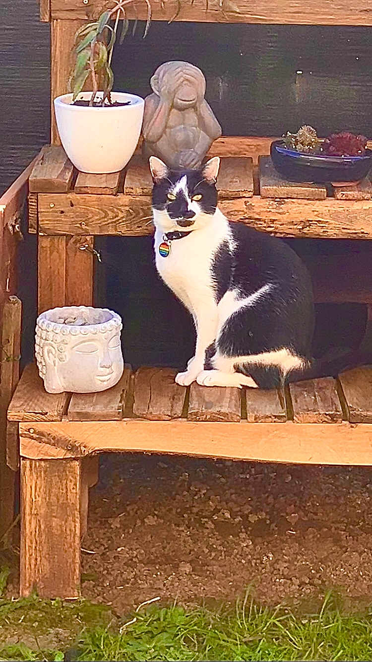 Sunny a rejoint le concours — aidez-le/la à gagner de superbes lots ! cat, black_and_white, wooden_bench, plant_pot, statue, monkey_statue, garden, outdoor, grass, wood, pet, animal, sitting, collar, decoration, nature, sunlight, daylight, peaceful, cute