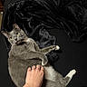 Grayson joined the competition — help win amazing prizes! cat, gray_cat, white_paws, petting, hand, blanket, black_blanket, yellow_eyes, fur, relaxed, indoor, bed, cozy, animal, domestic_cat, whiskers, paw, looking_up, lying_down, human_hand