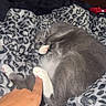animal, bedroom, blanket, cat, cozy, cute, domestic_cat, feline, fur, gray_cat, human_hand, indoor, leopard_print, paw, pet, playing, relaxed, resting, touch, white_paws