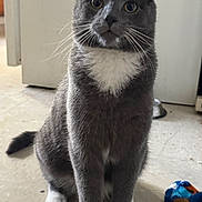 Grayson is registered to the contest to win money with this photo: cat, gray_cat, white_paws, white_chest, indoor, floor, tile_floor, pet, animal, whiskers, ears, tail, toy, plush_toy, door, home, domestic_cat, sitting, curious, feline
