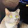 Grayson is registered to the contest to win money with this photo: cat, gray_cat, yellow_eyes, pet, animal, feline, phone_screen, app_icons, search_bar, digital, technology, indoor, closeup, portrait, whiskers, fur, alert, sitting, background, screen_display