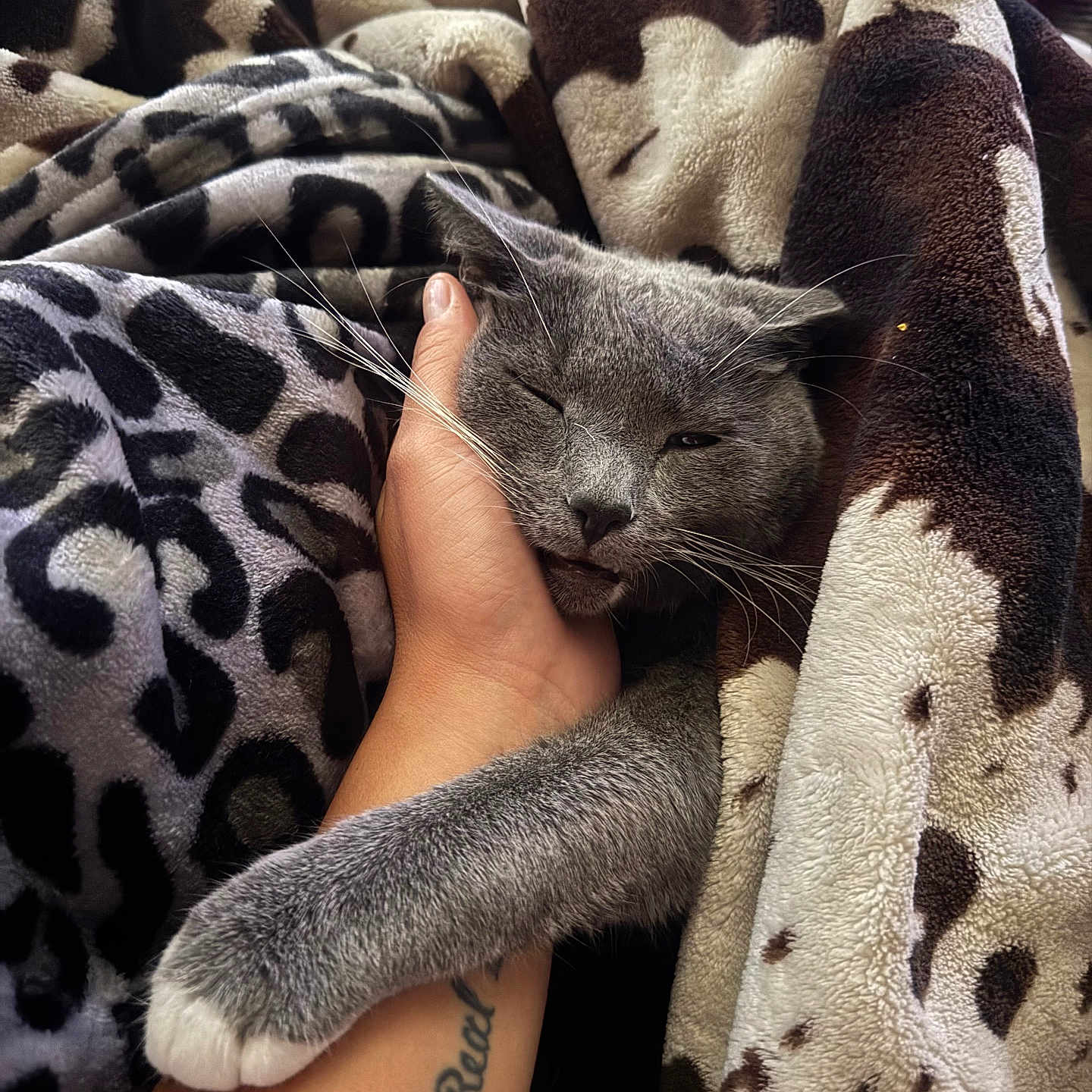 Grayson is registered to the contest to win money with this photo: cat, grey_cat, blanket, hand, tattoo, paw, cozy, sleepy, relaxed, comfort, affection, animal, pet, feline, soft_texture, patterned_blanket, indoor, closeup, resting, human
