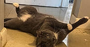 Grayson is registered to the contest to win money with this photo: cat, gray_cat, white_paws, floor, tile_floor, door, doorway, indoor, stretching, lying_down, pet, animal, whiskers, curious_eyes, relaxed, home, playful, feline, cute, domestic