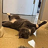cat, gray_cat, white_paws, floor, tile_floor, door, doorway, indoor, stretching, lying_down, pet, animal, whiskers, curious_eyes, relaxed, home, playful, feline, cute, domestic