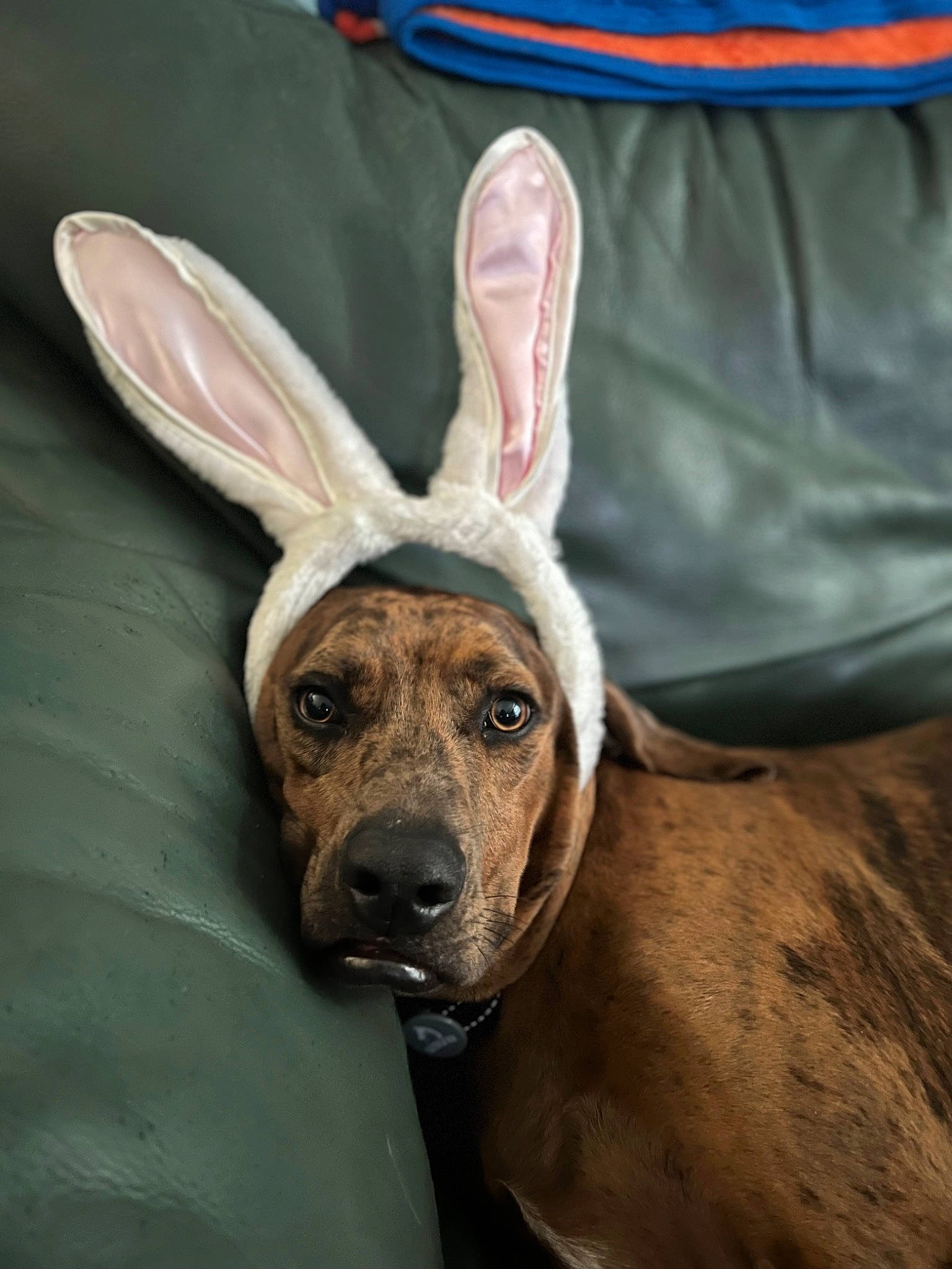 Eli joined the competition — help win amazing prizes! canidae, carnivore, dog, dog_breed, ear, eye, fawn, fur, gesture, head, horn, human_body, jaw, rabbits_and_hares, snout, sporting_group, terrestrial_animal, whiskers, wildlife, working_animal