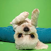 Lil Dog is registered to the contest to win money with this photo: dog, puppy, upside_down, fluffy, white_dog, green_background, blue_cushion, cute, pet, indoor, portrait, playful, animal, fur, closeup, expression, canine, resting, paw, nose
