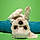 Lil Dog