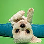 dog, puppy, upside_down, fluffy, white_dog, green_background, blue_cushion, cute, pet, indoor, portrait, playful, animal, fur, closeup, expression, canine, resting, paw, nose