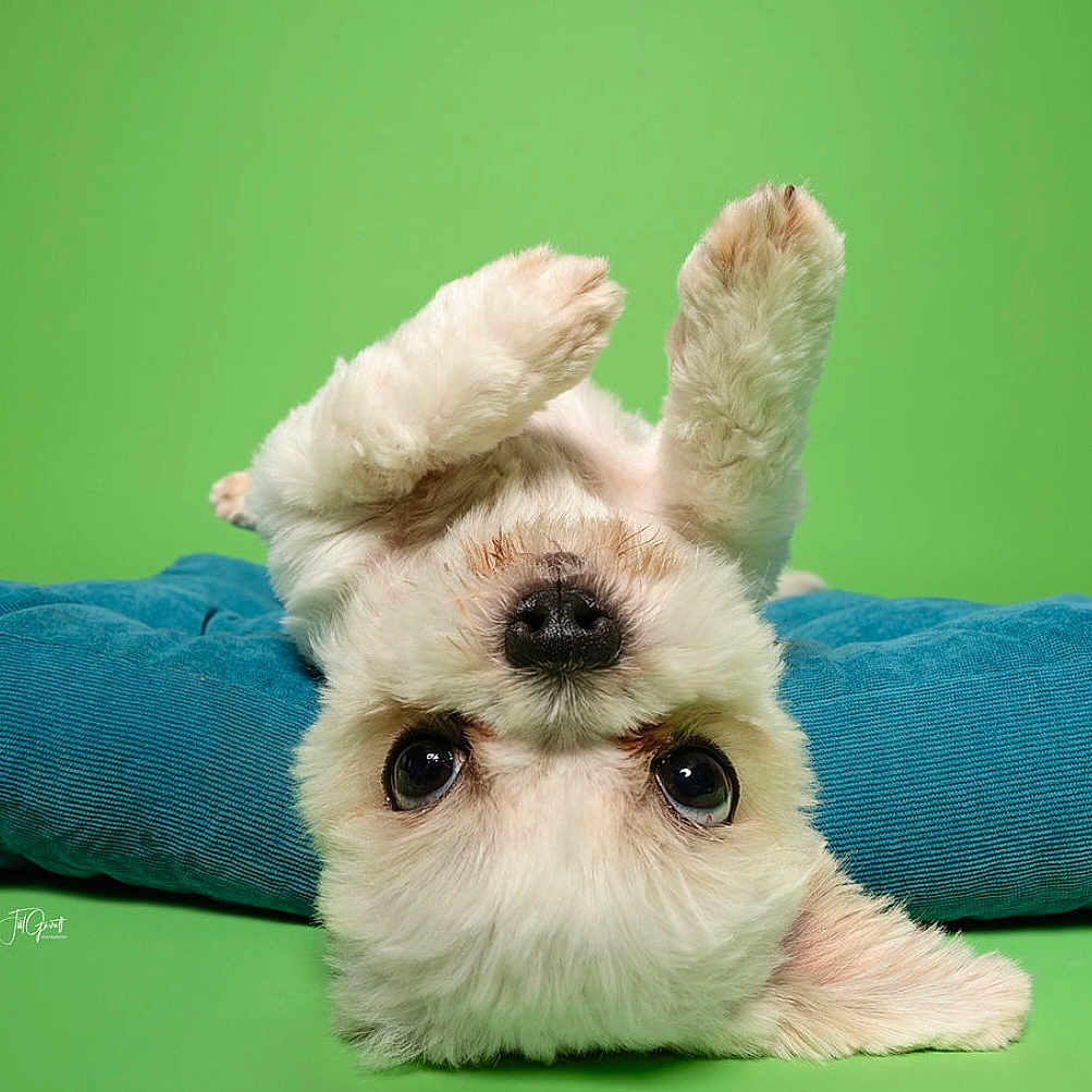 Lil Dog is registered to the contest to win money with this photo: animal, blue_cushion, canine, closeup, cute, dog, expression, fluffy, fur, green_background, indoor, nose, paw, pet, playful, portrait, puppy, resting, upside_down, white_dog