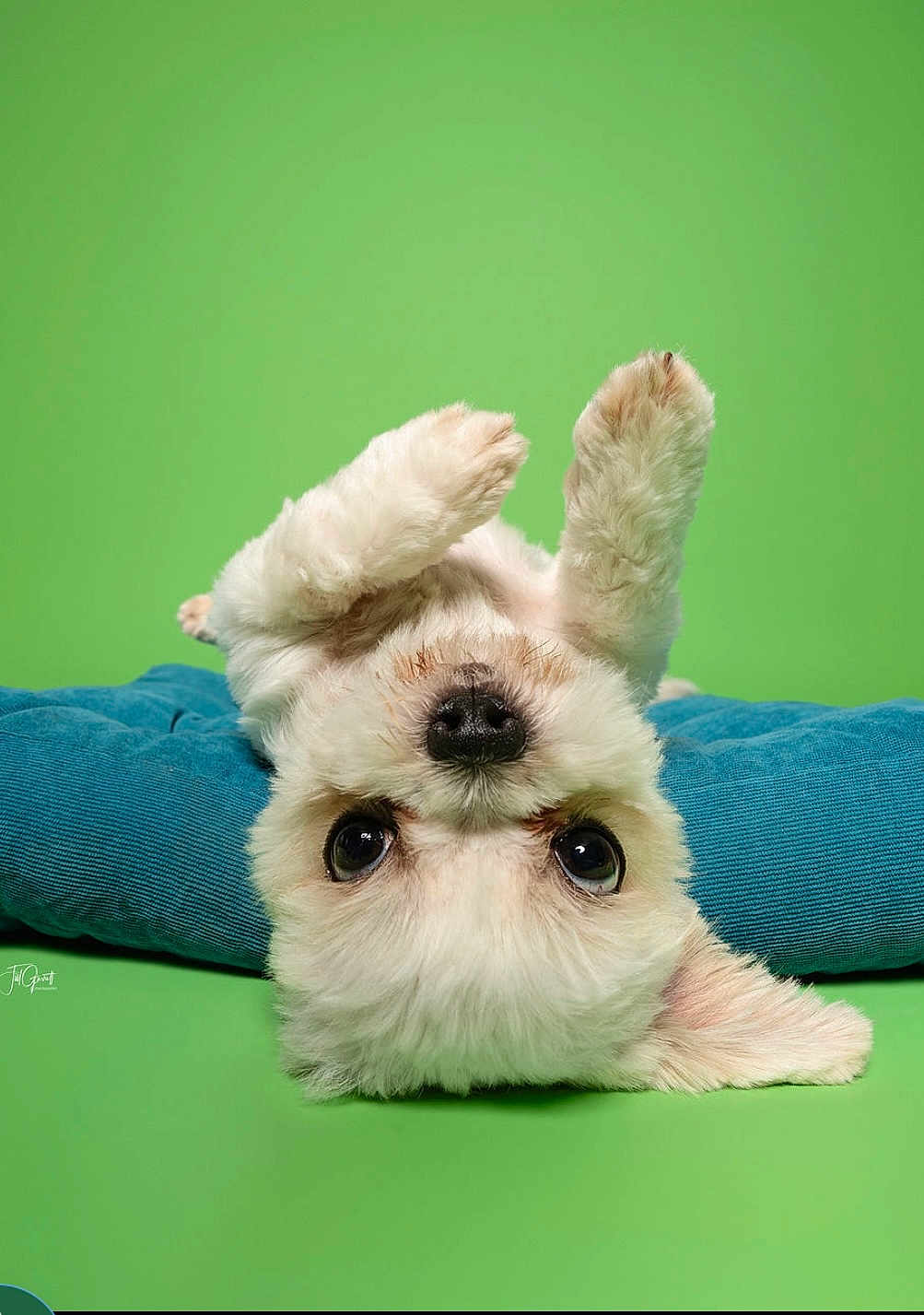 Lil Dog is registered to the contest to win money with this photo: dog, puppy, upside_down, fluffy, white_dog, green_background, blue_cushion, cute, pet, indoor, portrait, playful, animal, fur, closeup, expression, canine, resting, paw, nose