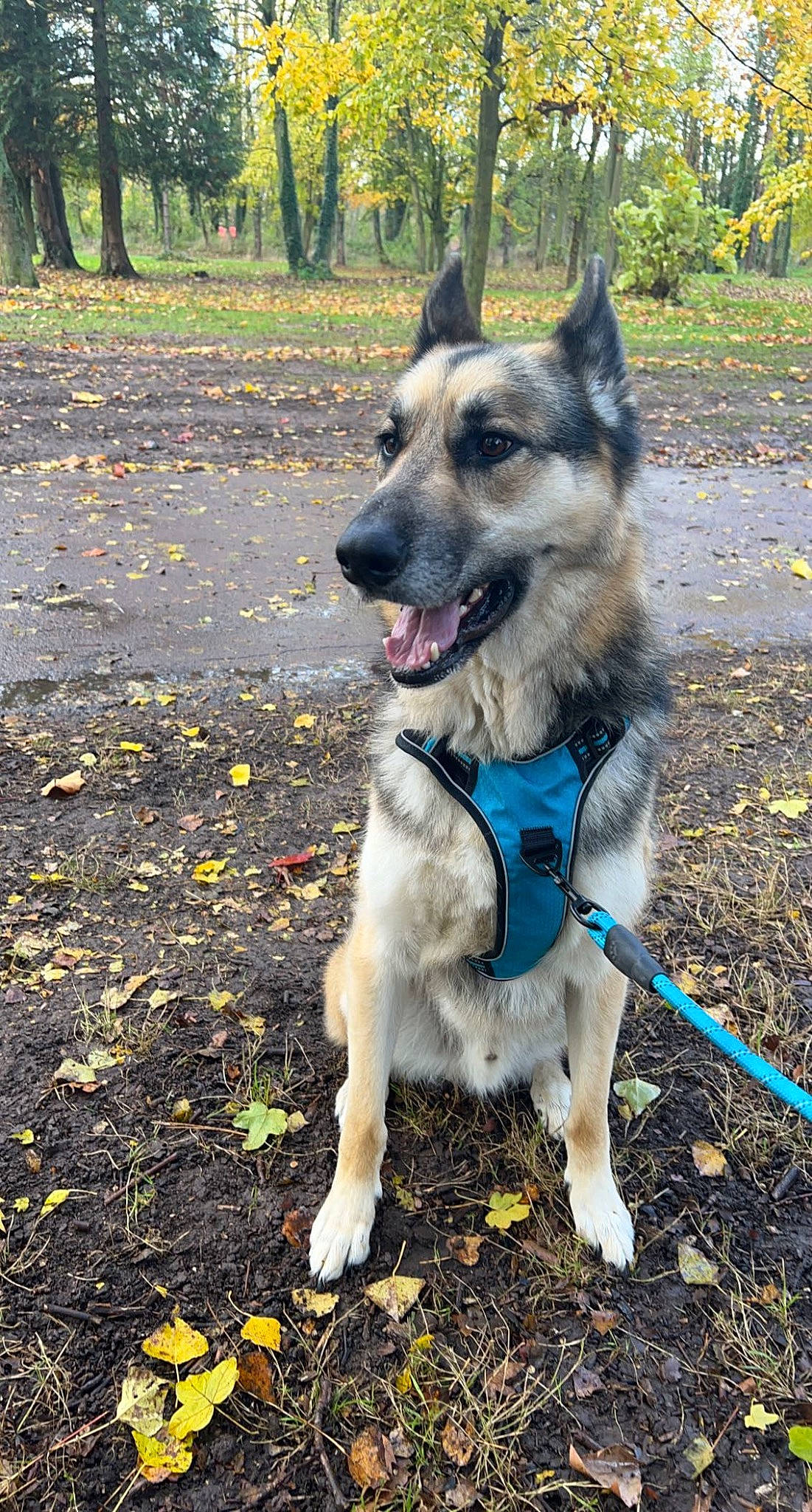 Diesel a rejoint le concours — aidez-le/la à gagner de superbes lots ! canidae, carnivore, collar, companion_dog, dog, dog_breed, dog_collar, dog_supply, grass, leash, pet_supply, plant, recreation, snout, soil, sporting_group, tail, terrestrial_animal, tree, working_animal