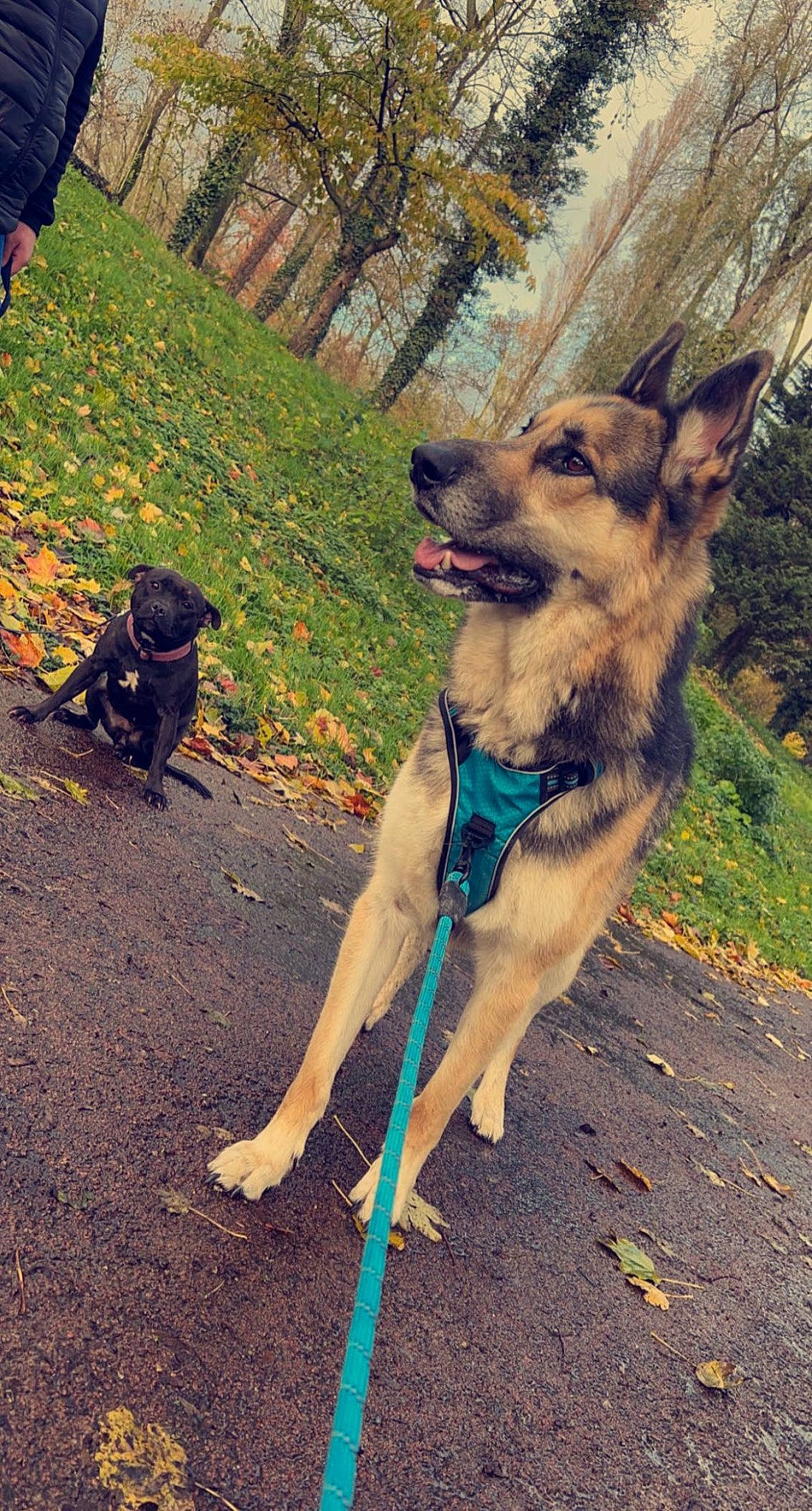 Diesel participe au concours pour gagner de l'argent avec cette photo : canidae, carnivore, collar, companion_dog, dog, dog_breed, dog_collar, fawn, fur, german_shepherd_dog, grass, leash, pet_supply, plant, snout, sporting_group, tail, terrestrial_animal, tree, working_animal