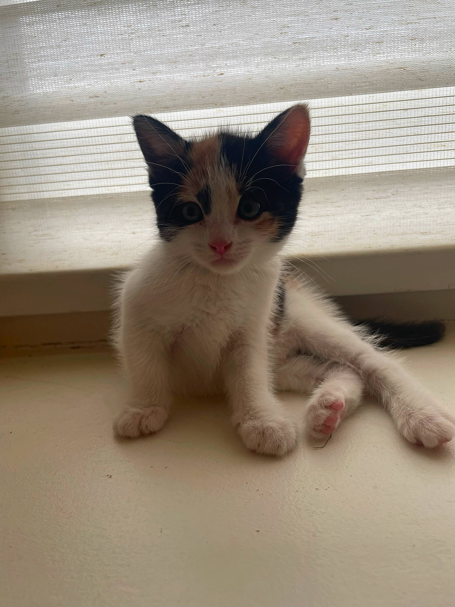 Minouche participe au concours pour gagner de l'argent avec cette photo : carnivore, cat, claw, domestic_short_haired_cat, fawn, felidae, foot, fur, line, paw, small_to_medium_sized_cats, snout, tail, terrestrial_animal, toe, whiskers