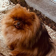 Sya participe au concours pour gagner de l'argent avec cette photo : dog, pomeranian, fluffy, small_dog, pet, outdoor, stone, gravel, wall, door, brown_fur, cute, tongue_out, sitting, animal, furry, companion, portrait, nature, texture