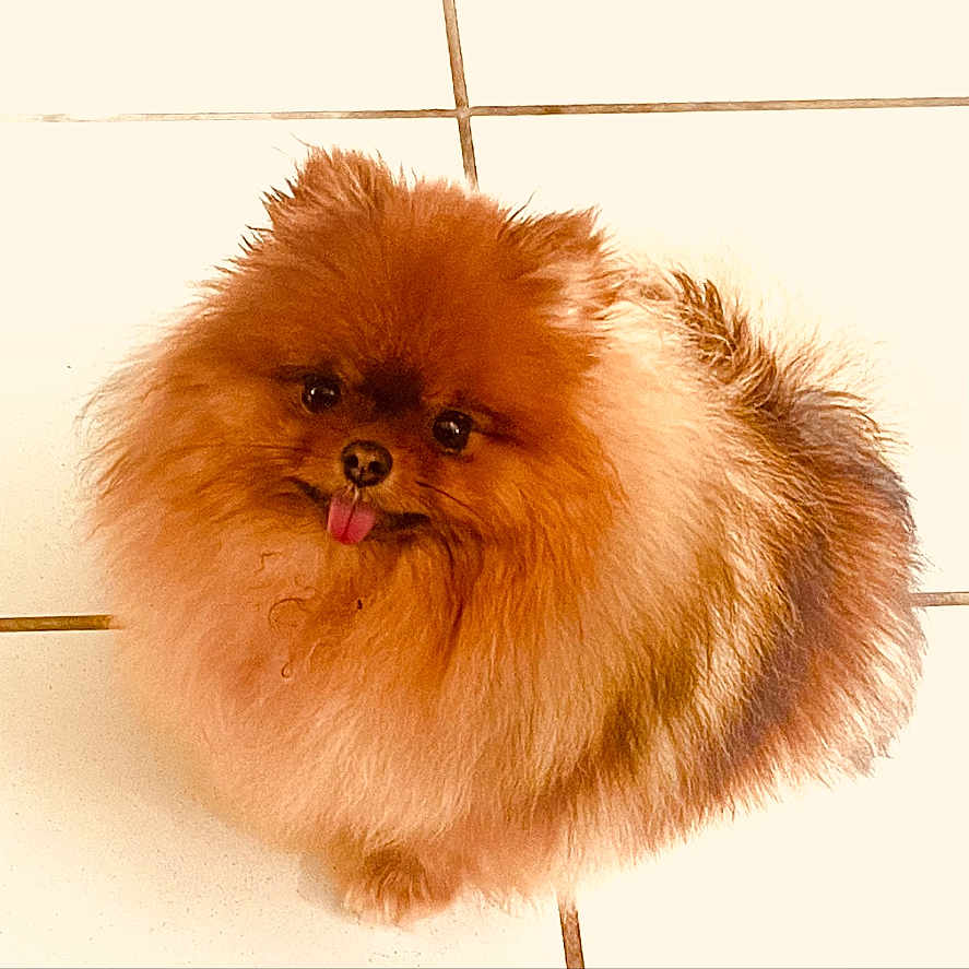 Sya participe au concours pour gagner de l'argent avec cette photo : adorable, animal, brown_fur, canine, companion, cute, dog, domestic_animal, floor, fluffy, friendly, fur, indoor, looking_up, pet, playful, pomeranian, small_dog, tile, tongue_out