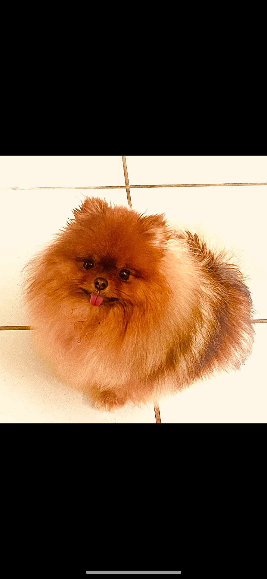 Sya participe au concours pour gagner de l'argent avec cette photo : dog, pomeranian, pet, fluffy, small_dog, tongue_out, cute, animal, canine, fur, floor, tile, indoor, companion, playful, adorable, looking_up, friendly, domestic_animal, brown_fur