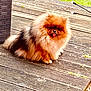 Sya participe au concours pour gagner de l'argent avec cette photo : dog, pomeranian, fluffy, tongue_out, wooden_deck, outdoor, pet, small_dog, cute, furry, animal, sunlight, sitting, playful, domestic_animal, companion, happy, brown_fur, black_fur, tongue