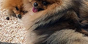 Sya a rejoint le concours — aidez-le/la à gagner de superbes lots ! dog, pomeranian, fluffy, cute, tongue_out, snuggling, outdoor, wooden_deck, stones, pet, animal, fur, brown, black, small_dog, companion, resting, adorable, closeup, two_dogs