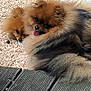 dog, pomeranian, fluffy, cute, tongue_out, snuggling, outdoor, wooden_deck, stones, pet, animal, fur, brown, black, small_dog, companion, resting, adorable, closeup, two_dogs